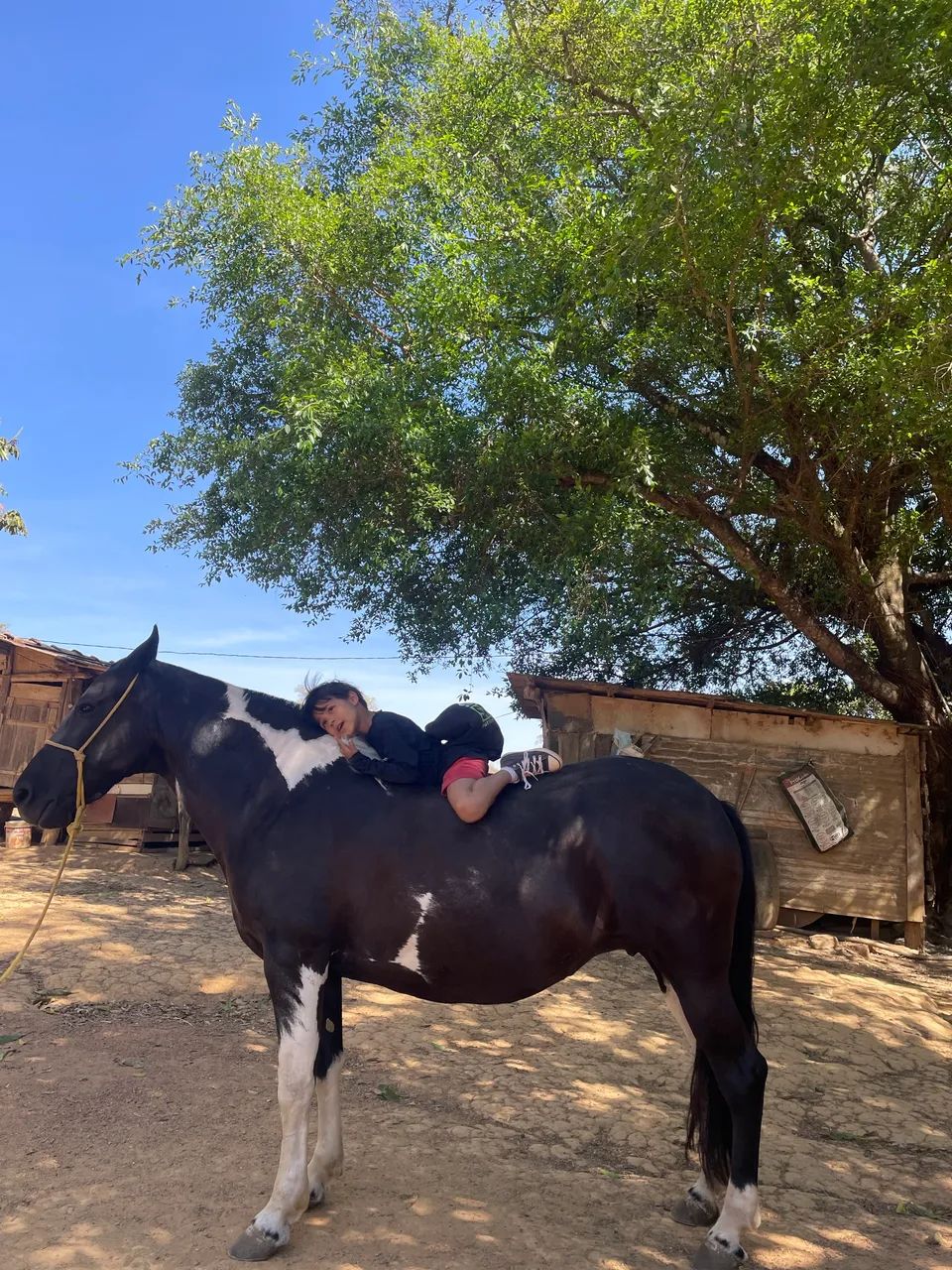 Égua pampa de preto MM - Foto 4