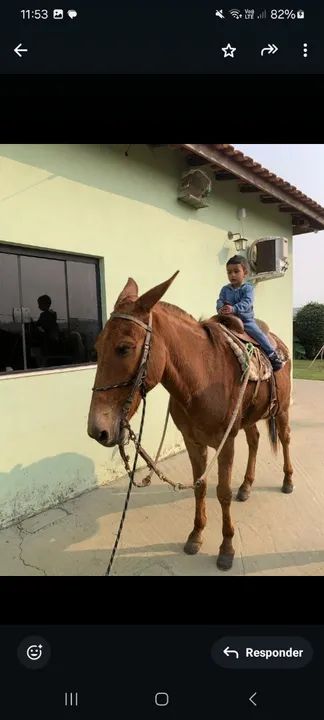 Burro marcha picada SOMENTE VENDA - Foto 3