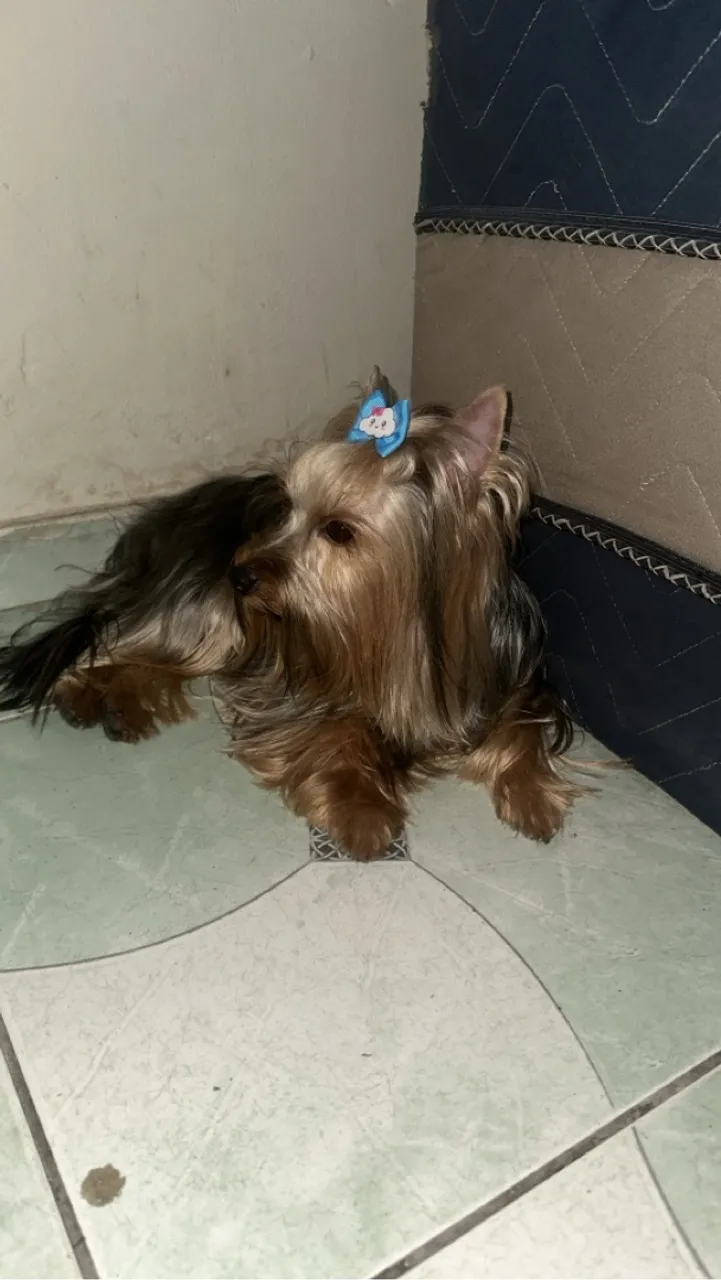 Yorkshire Terrier Filhote femea 
