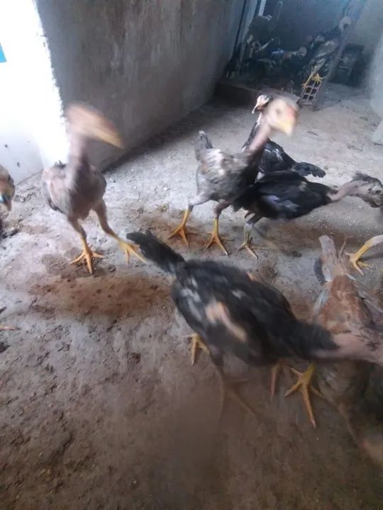 Frango índio shamo  - Foto 5