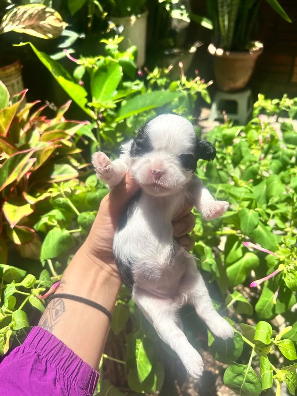 Shitzu+shipoo - Foto 3