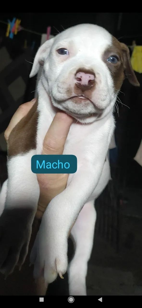 Pitbull  - Foto 3