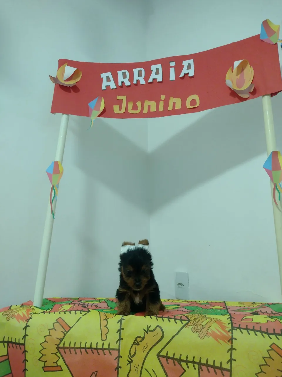 Filhote de Yorkshire Terrier .