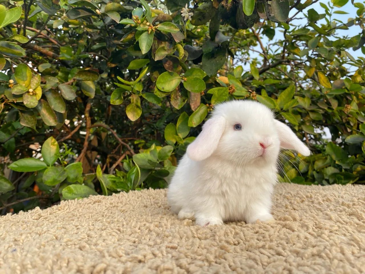 Mini Lop Uruguaio coelho - Foto 4