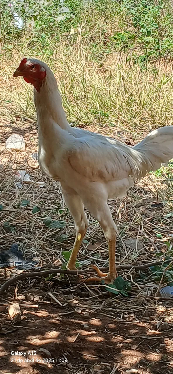 Galo de 9 meses reprodutor
