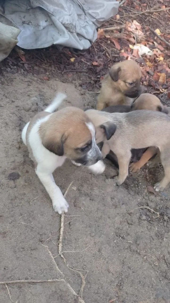Filhotes de cachorro - Lindos e brincalhões