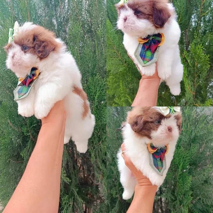 Filhote Shih Tzu - Disponível  - Foto 2