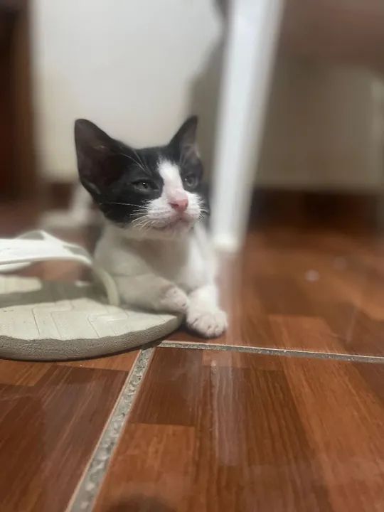 Gatinho disponível para adoção