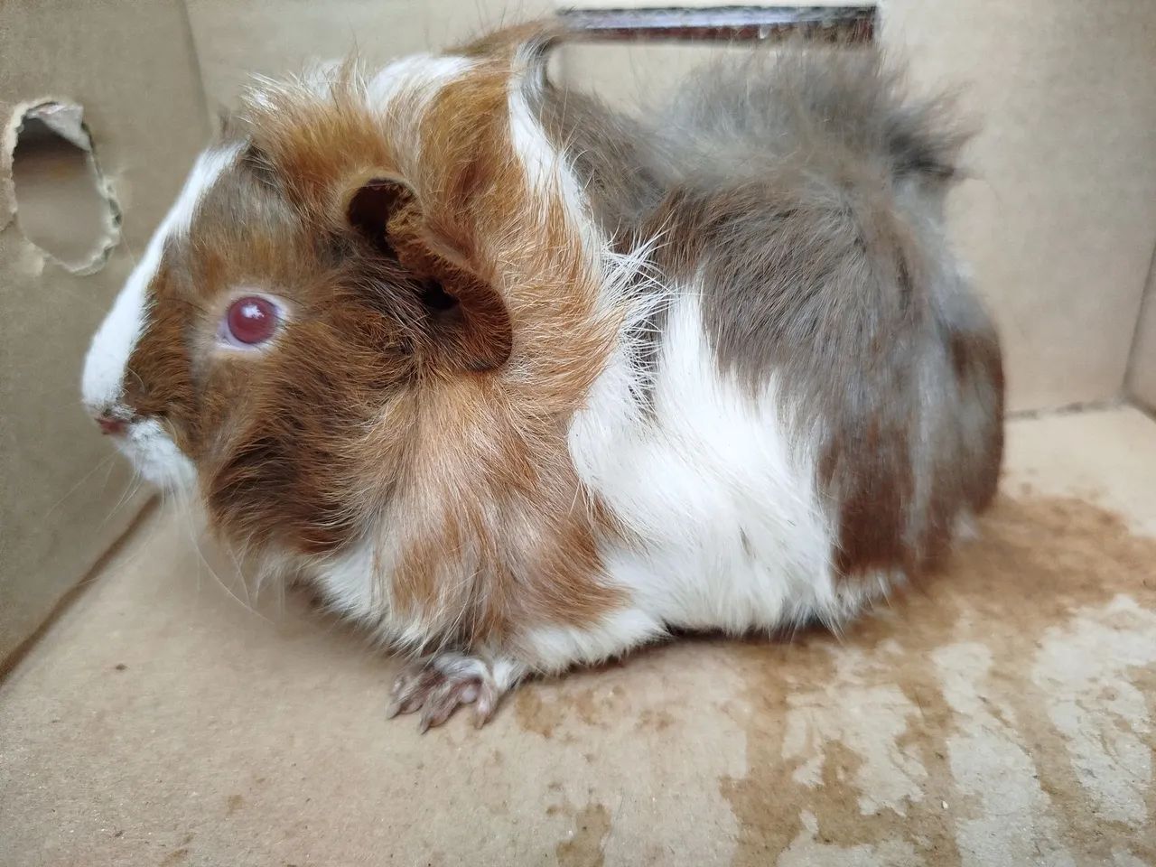 Porquinhos da índia  - Foto 3