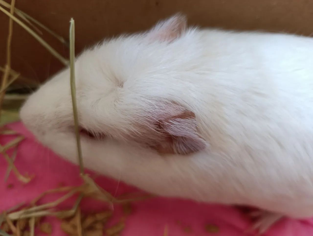 Porquinha da índia  - Foto 2