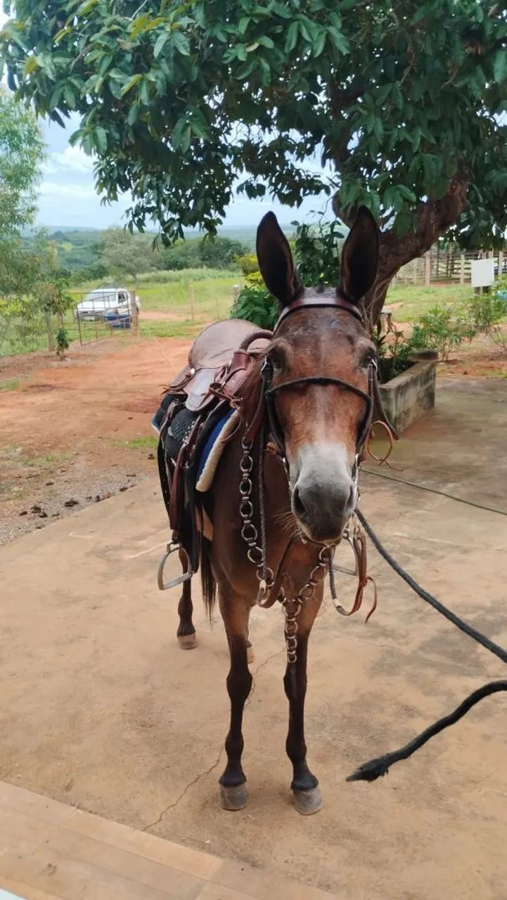 Mula para venda