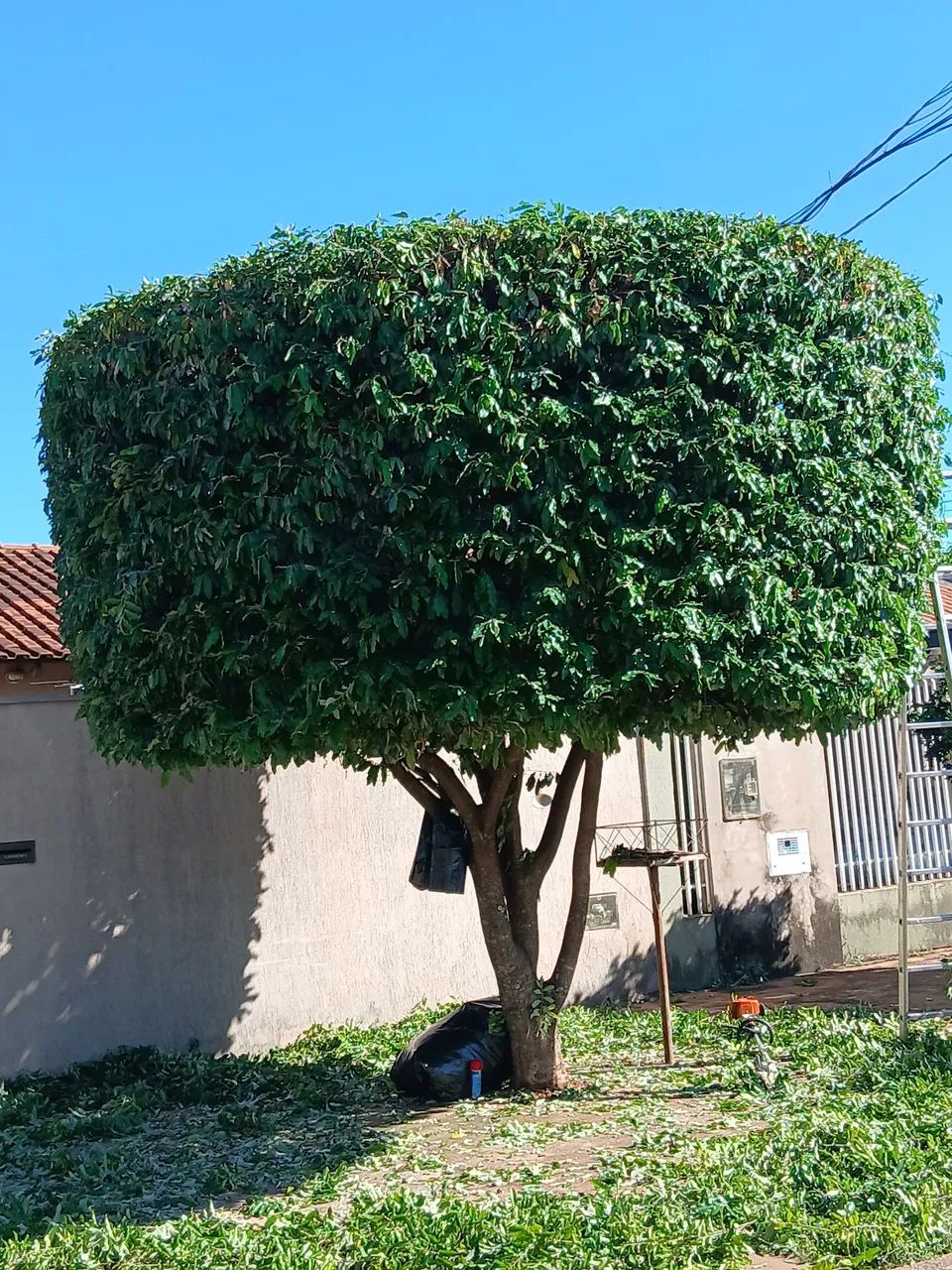 Poda de árvore  - Foto 3