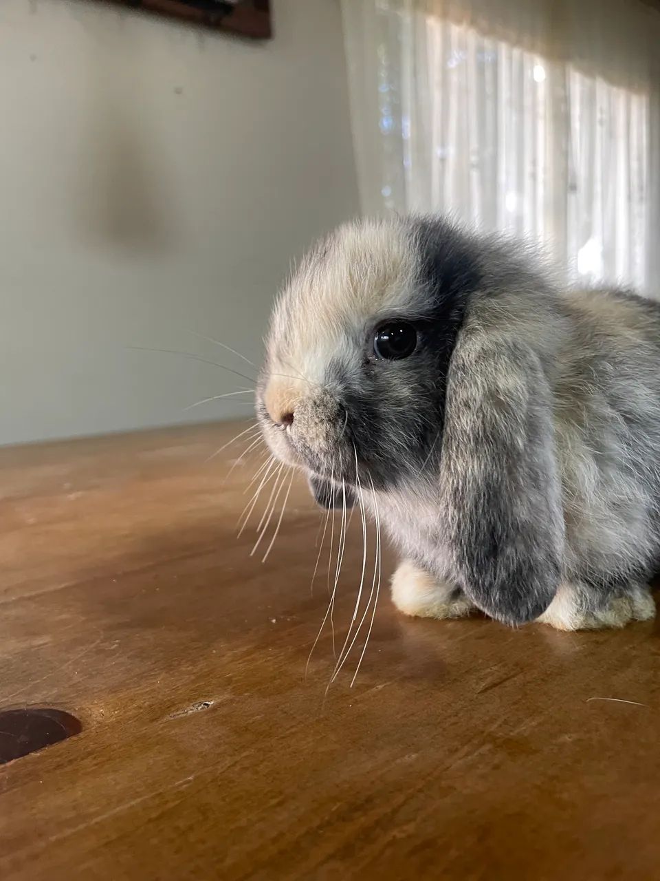 Mini Lop filhotes  - Foto 2