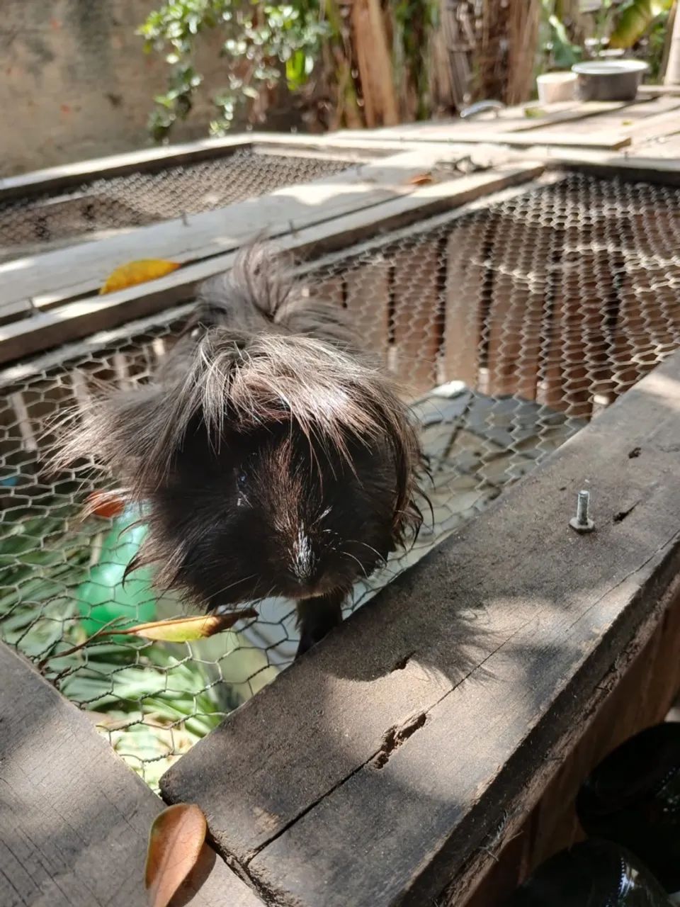 Porquinho da índia  - Foto 2