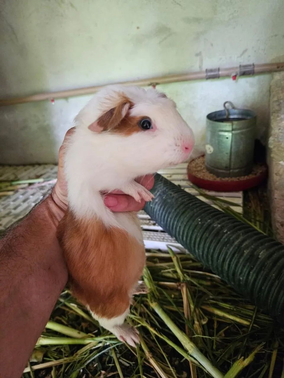Porquinho da india Cui gigante filhotes lindos  - Foto 4