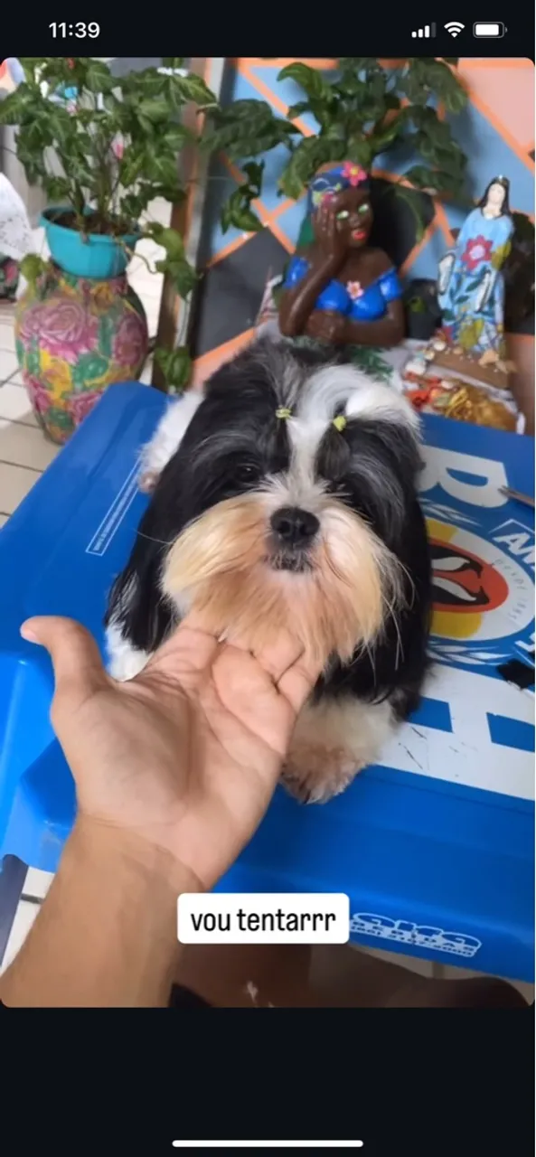 Shih Tzu macho disponível pra cruza 