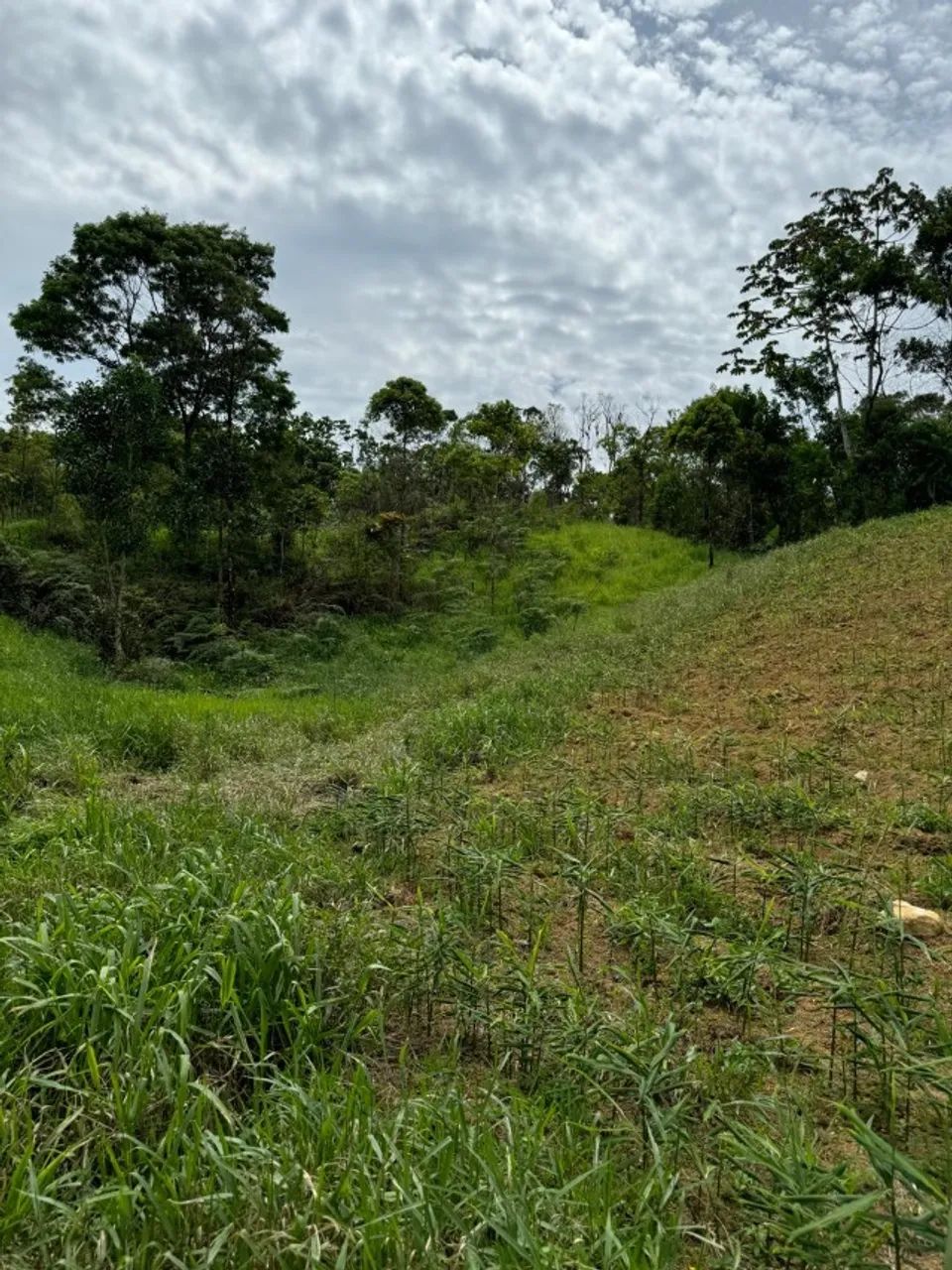 Fazenda Tapirai-sp 29 Alqueires - Foto 3