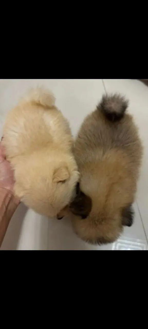 Spitz Alemão - Lulu da pomerânia