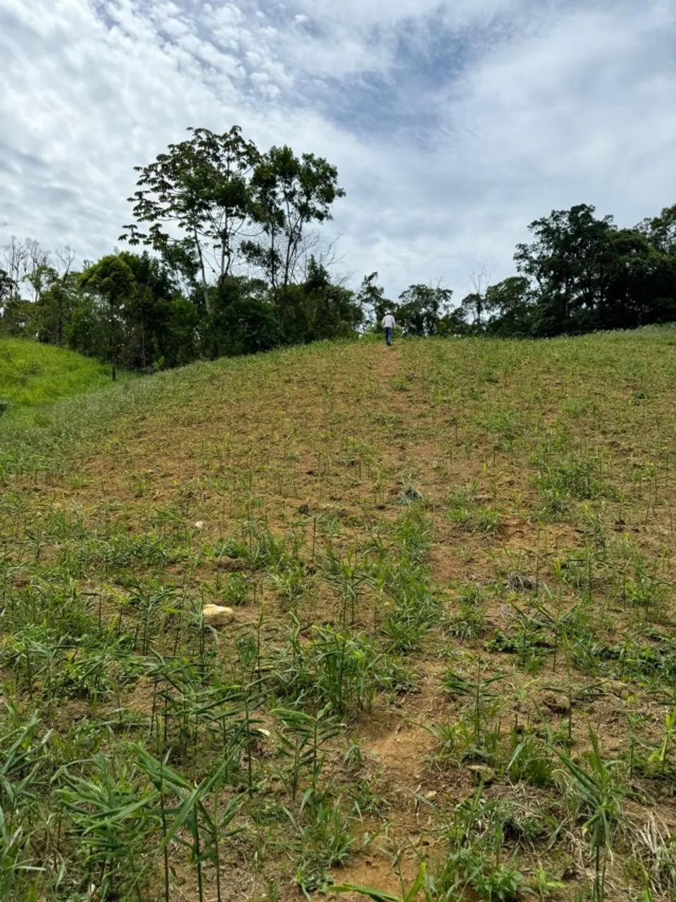 Fazenda Tapirai-sp 29 Alqueires - Foto 2