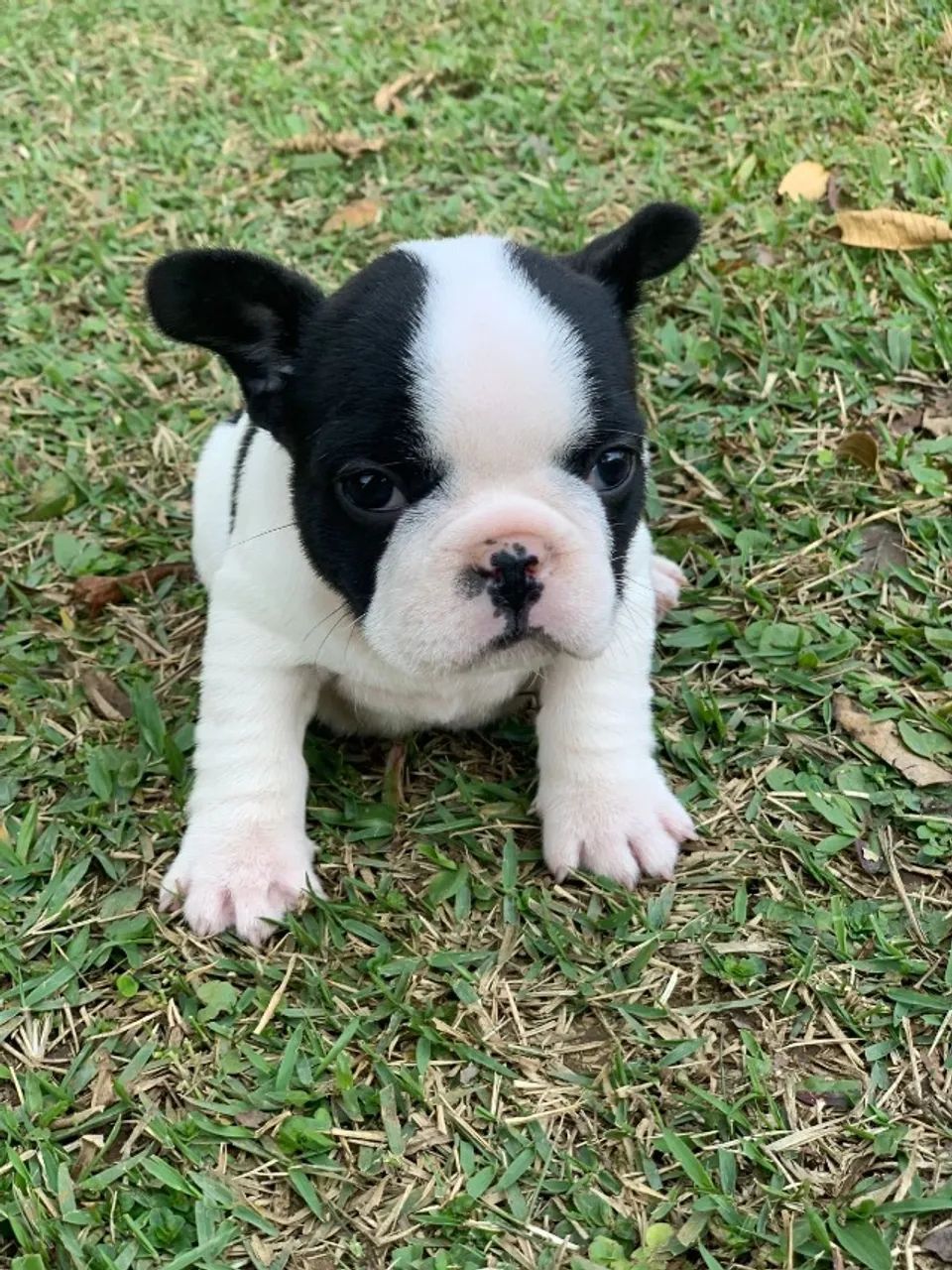 Bulldog Francês com Pedigree e Vacina v10 Importada - Pronto para Amar temos loja física!