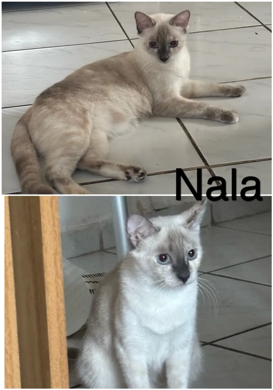 2 gatas para adoção 
