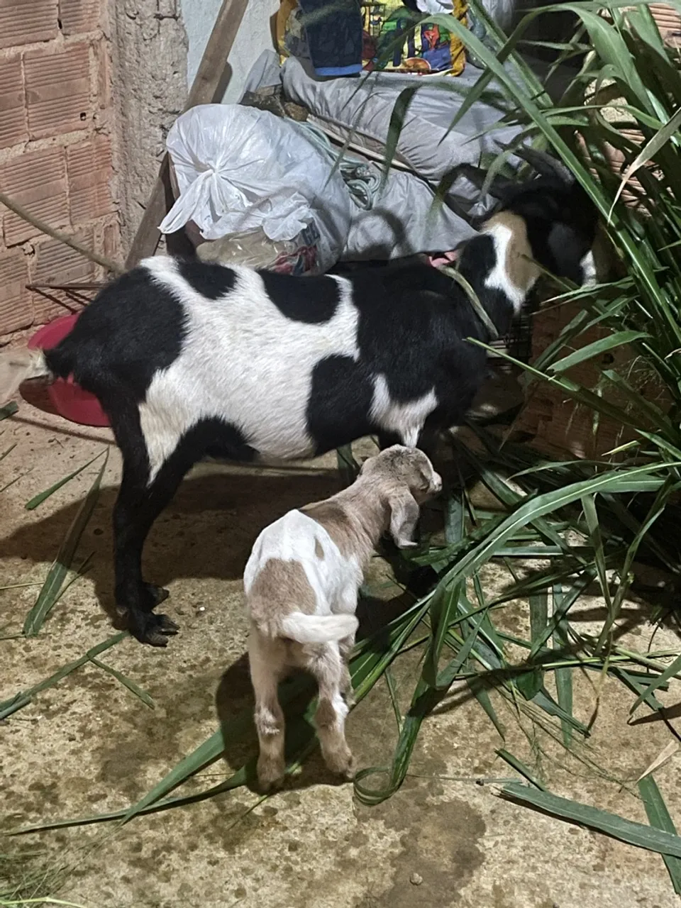 Cabra e cabrito