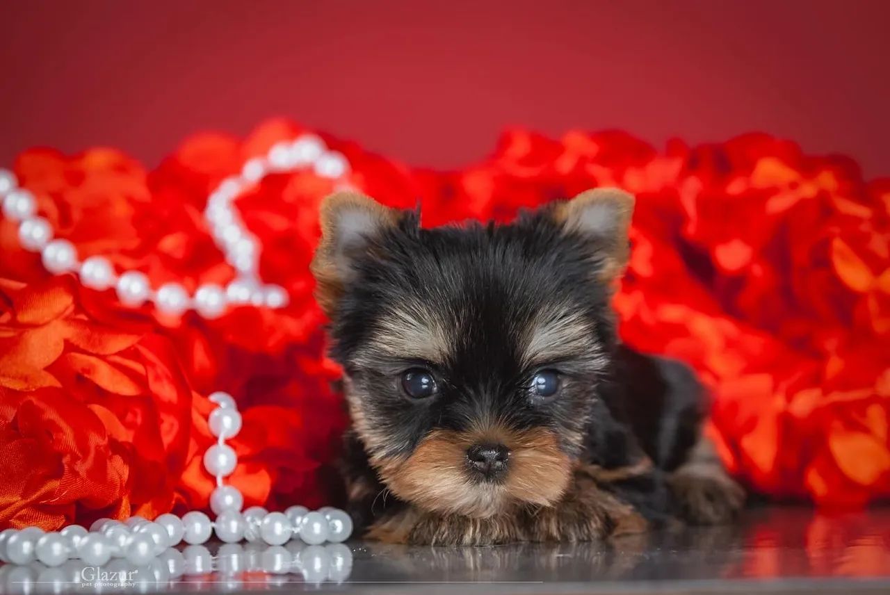 Yorkshire Terrier Micro Filhotes muito inteligente  - Foto 4