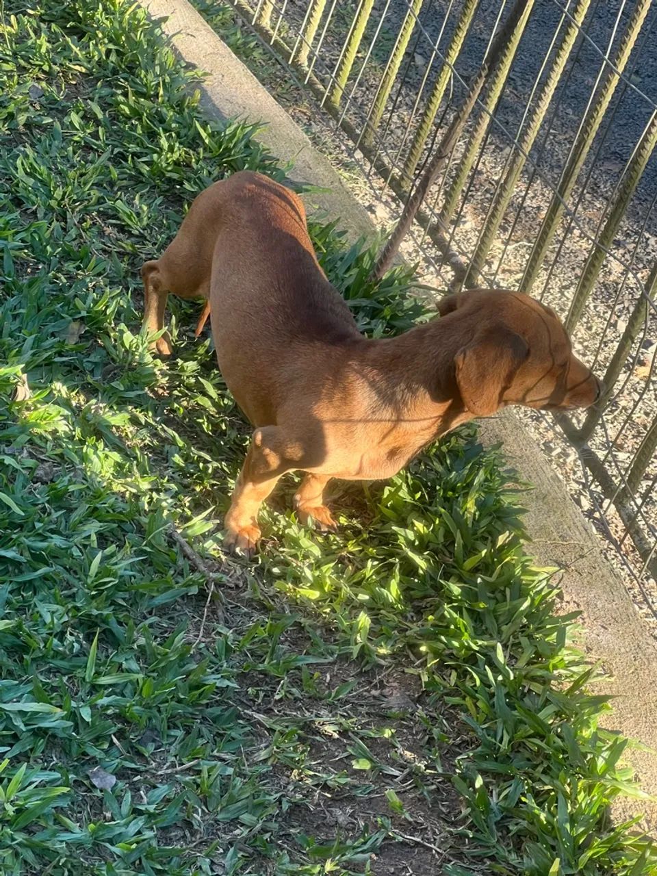 DACHSHUND FÊMEA ANÃ/KANINCHEN COM PROCEDÊNCIA  - Foto 4