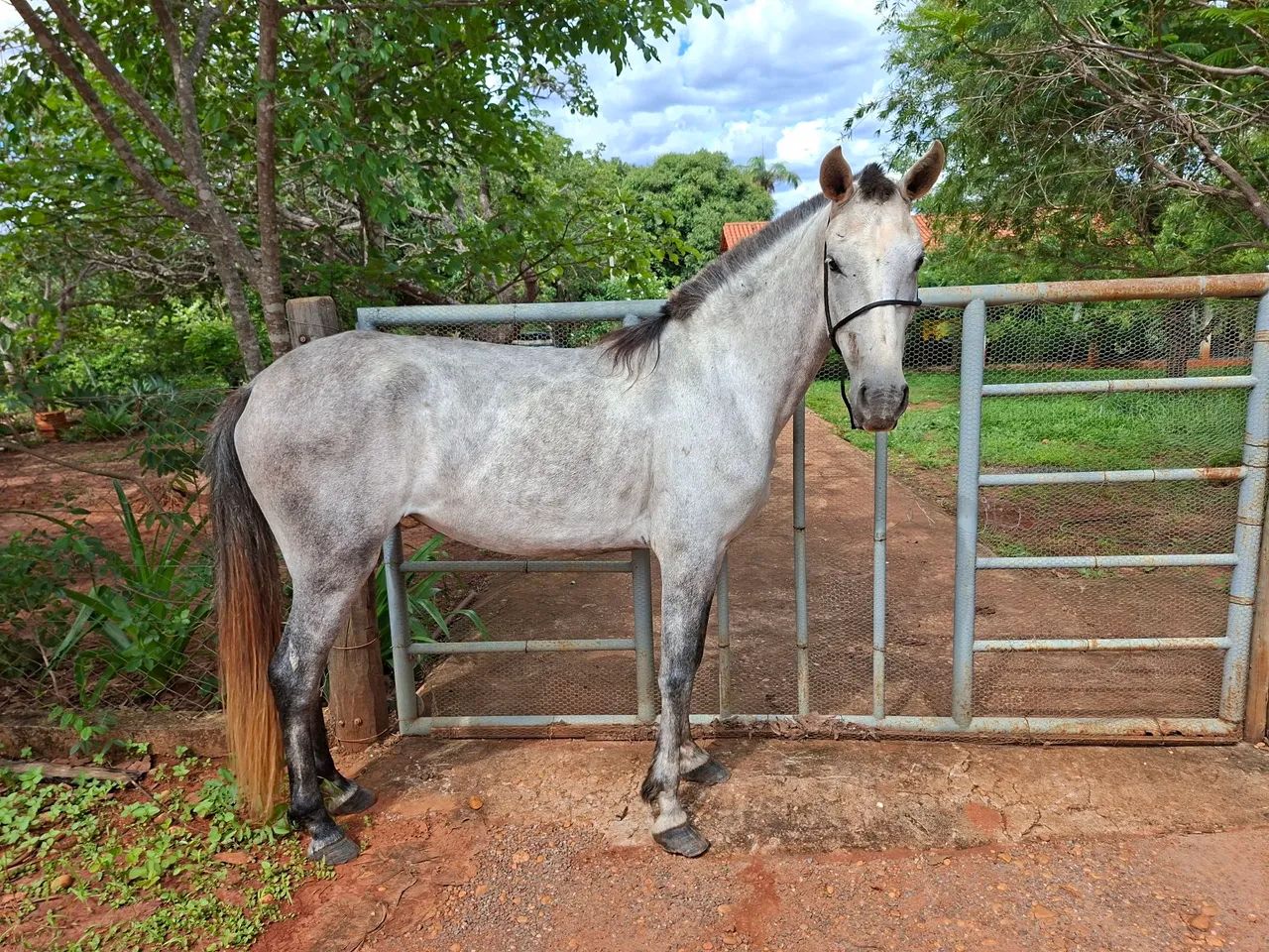 Égua Mangalarga  - Foto 3