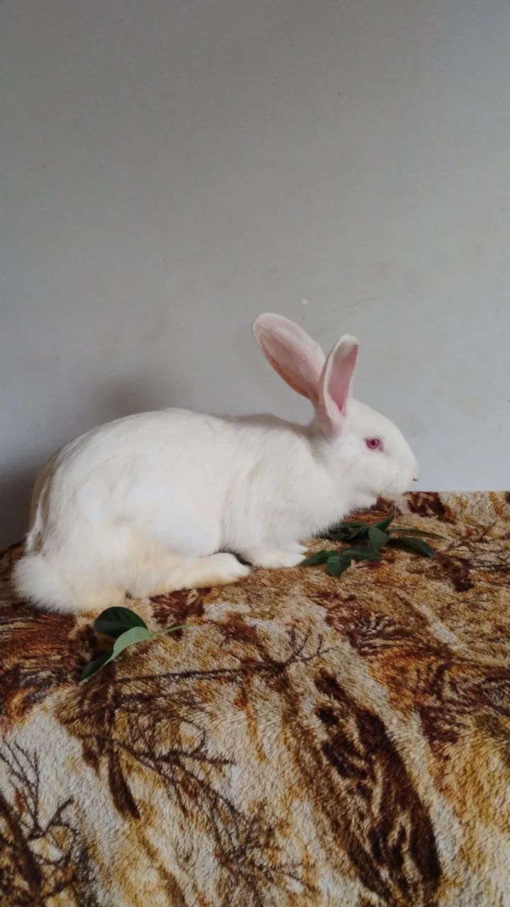 Coelho da raça gigante de flandes  - Foto 3