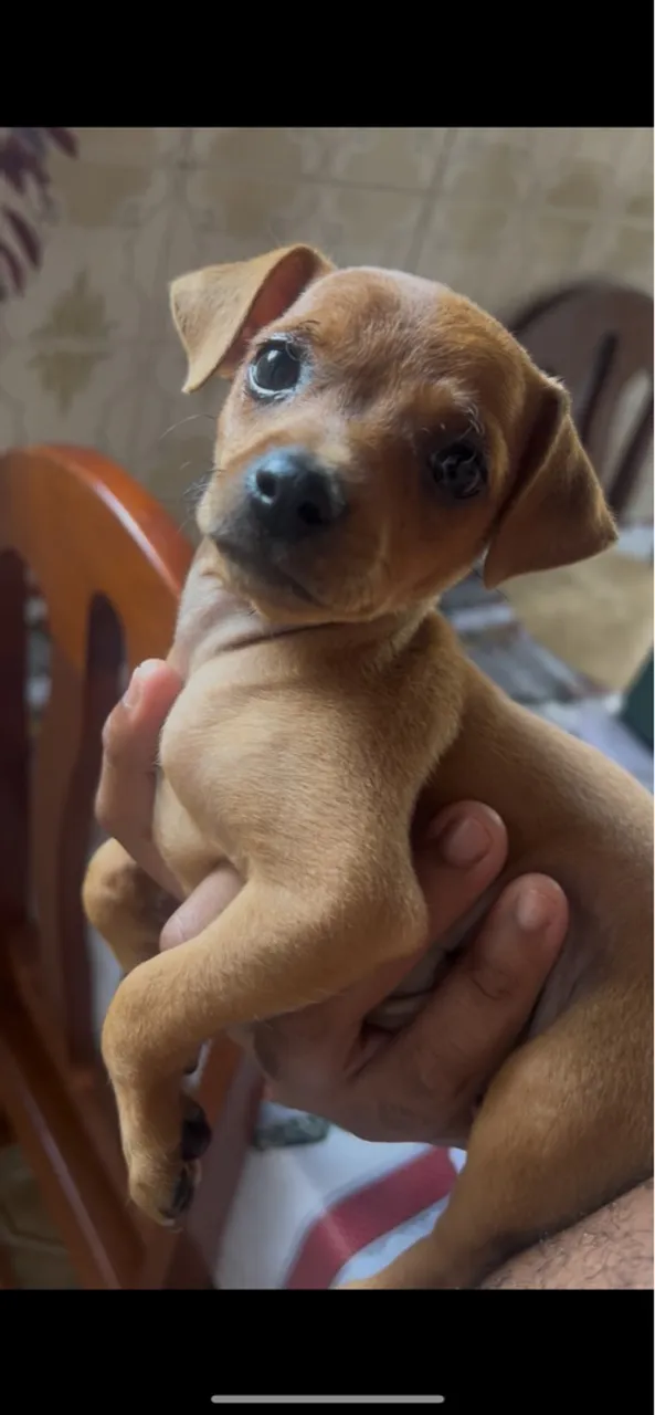 Filhote de Pinscher puro 1