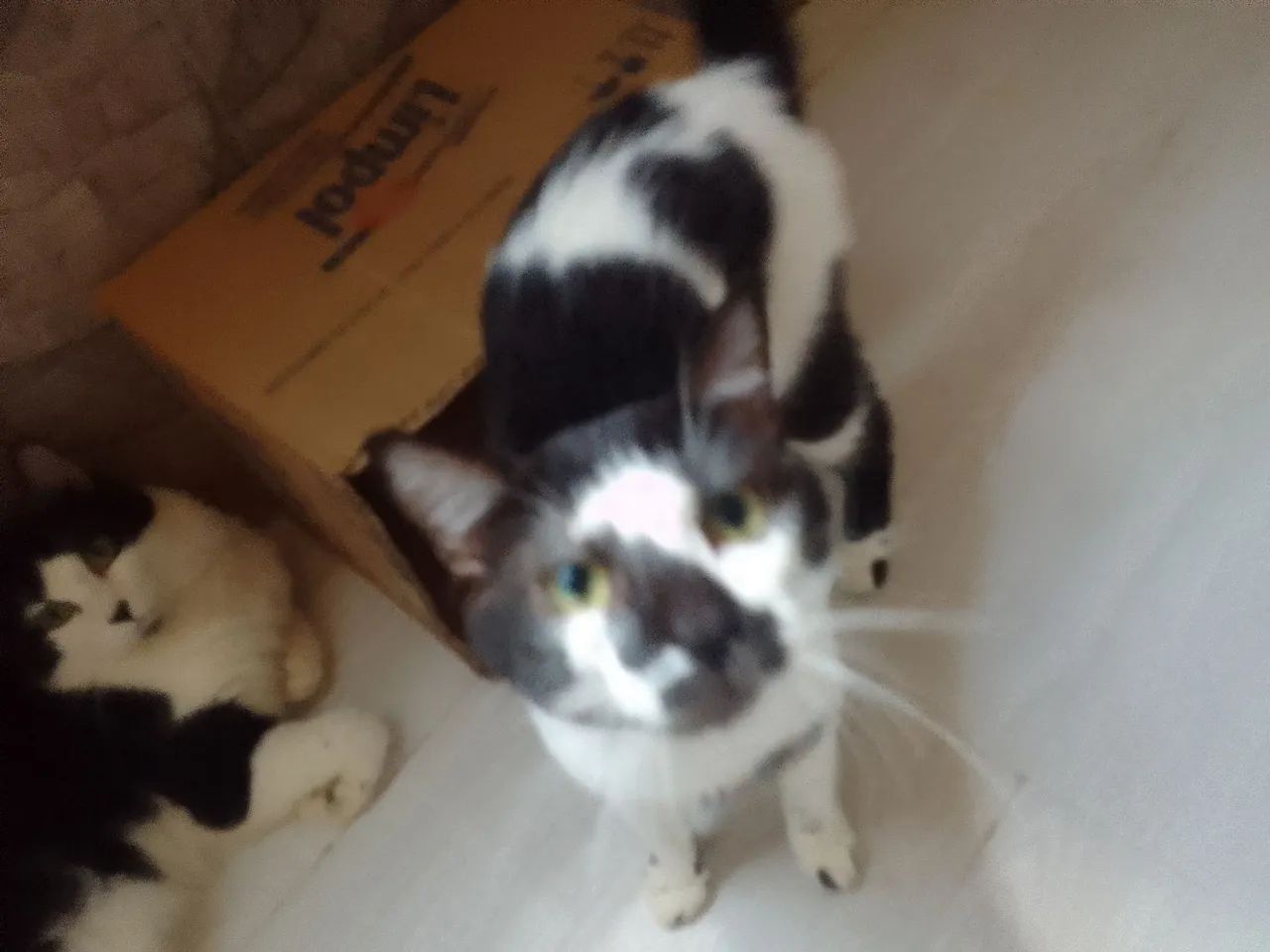 Dois gatinhos fofinhos para adoção - Foto 2