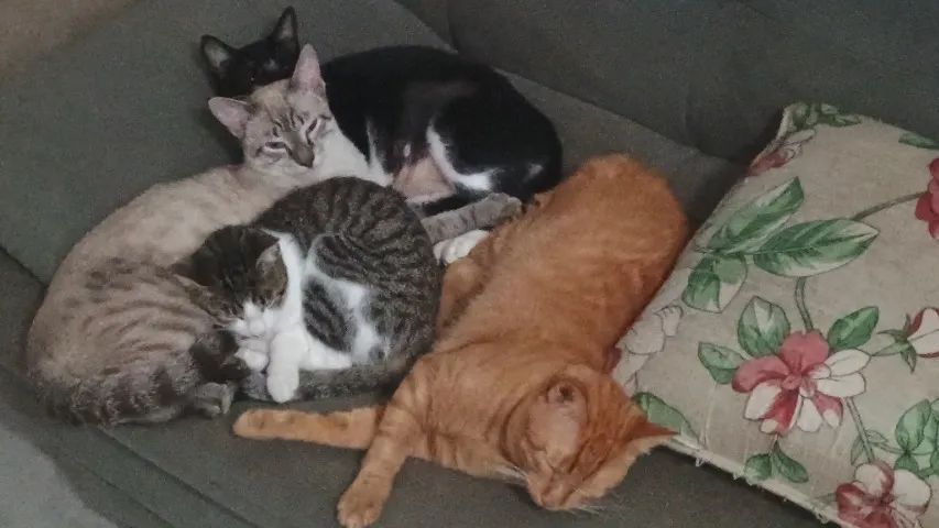 Lindos filhotes Gato 12 Meses Peruibe Sp Castrado E Vermifugado. - Foto 3