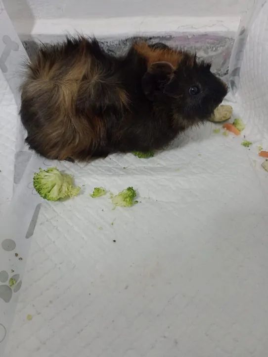 Doação porquinho da índia 