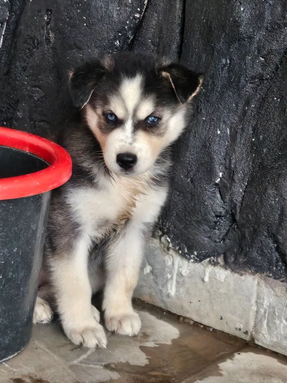 Husky linda - Foto 3