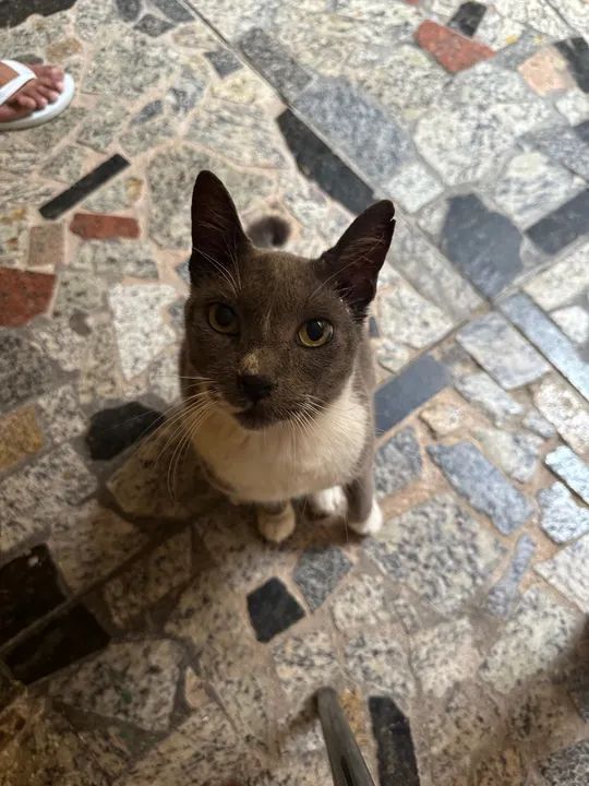 Gatinho cinza e branco disponível para adoção