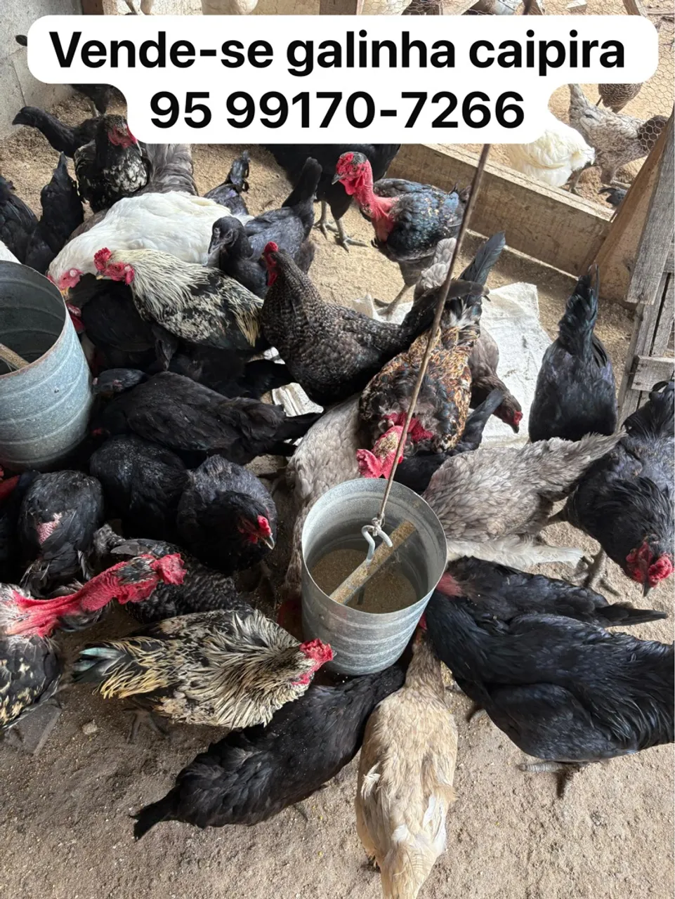 Galinhas Caipiras à Venda! 65 reais