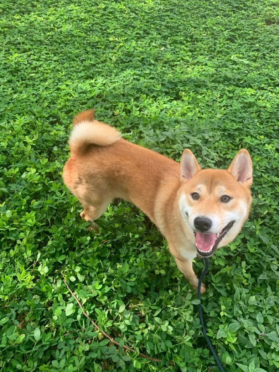 Passeador de cães (Dog Walker) - Foto 2