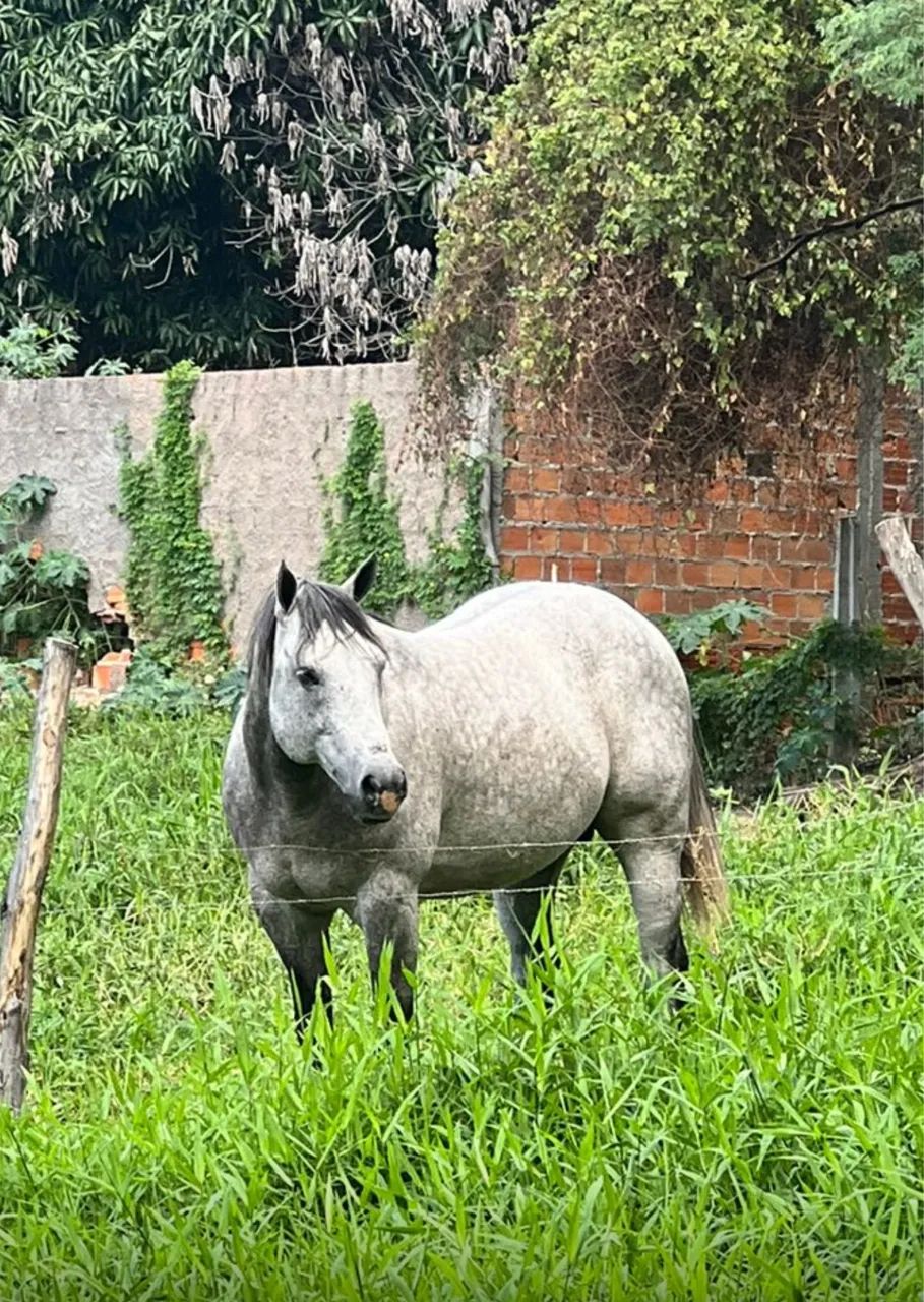 Égua Neta do Roxao esteira P.O - Foto 3