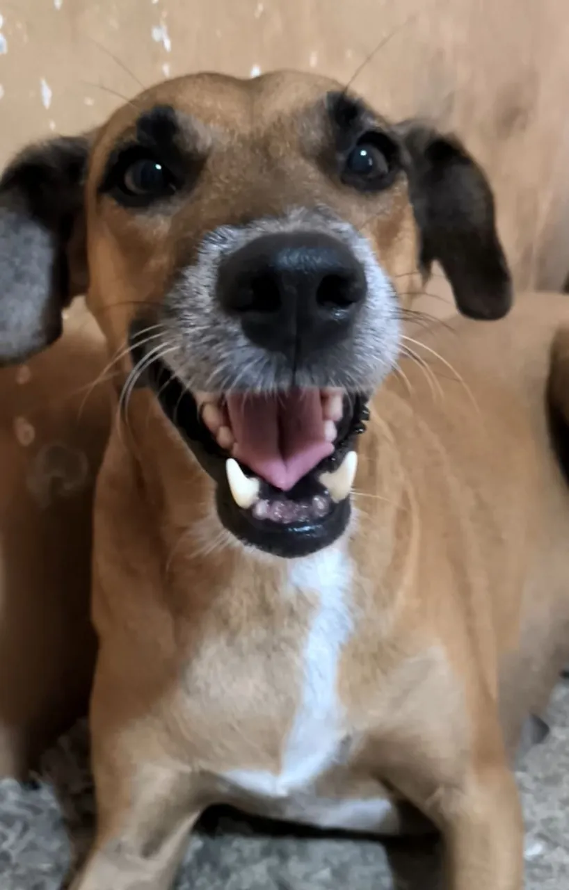 Cãozinho sorridente para adoção