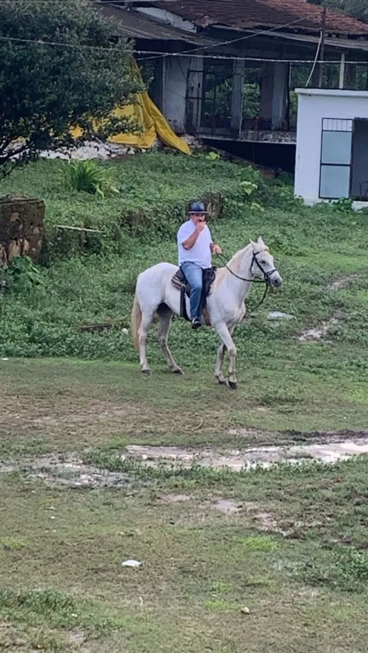     CAVALO MANGALARGA MARCHA PICADA.  - Foto 2