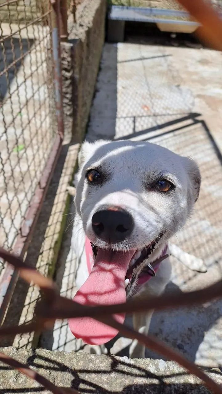 Fêmea porte pequeno a médio Adorável para Adotar - Foto 3