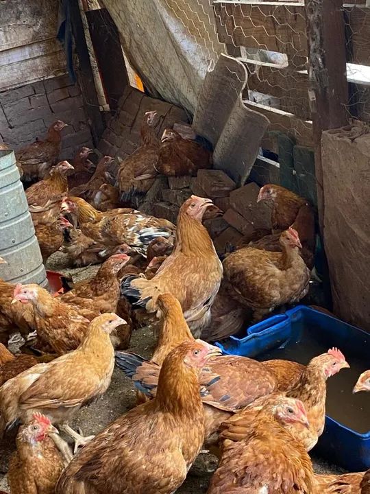 Frango 40 reais cada entrego wasp * - Foto 2