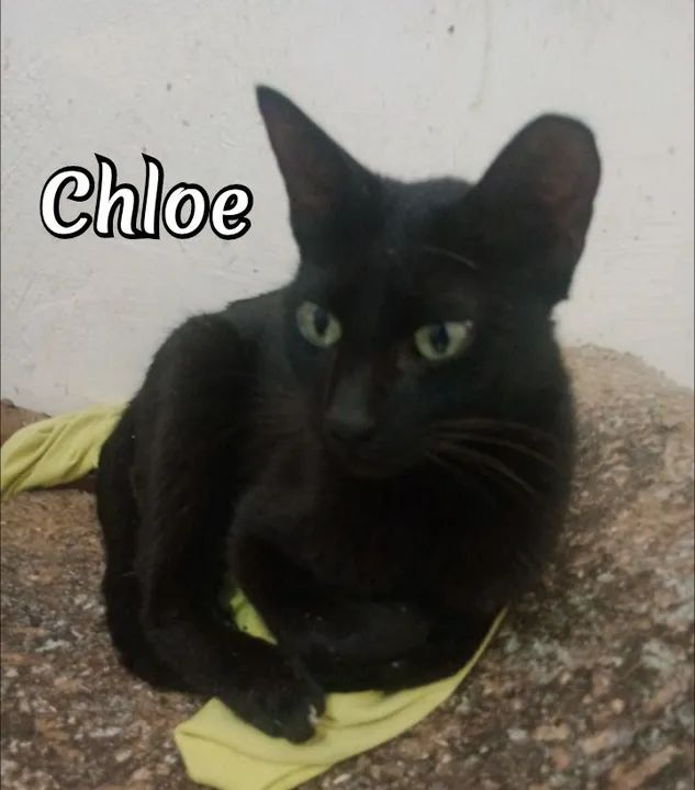 CHLOE PARA ADOÇÃO  - Foto 2
