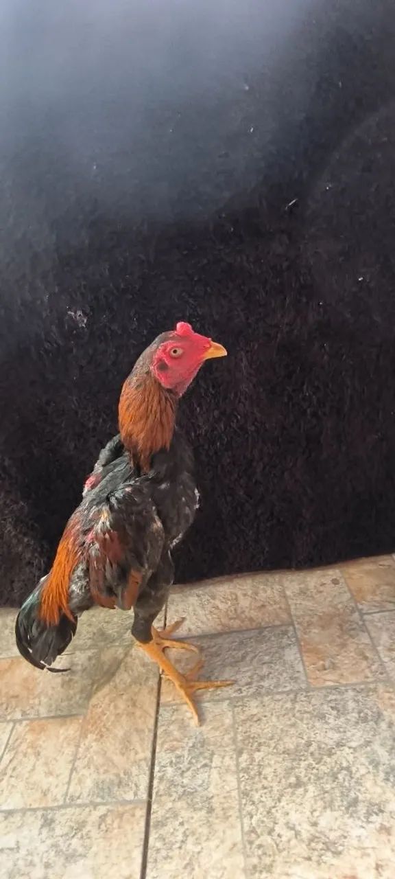 Galoe galinha  - Foto 4