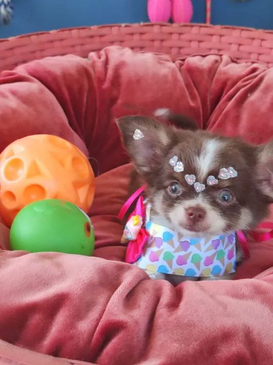 Chihuahua branco e chocolate olhos azuis  - Foto 2