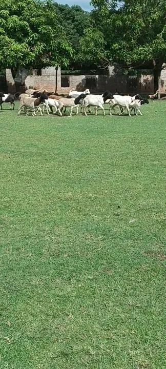 Vendo Carneiros e Ovelhas Dorper.