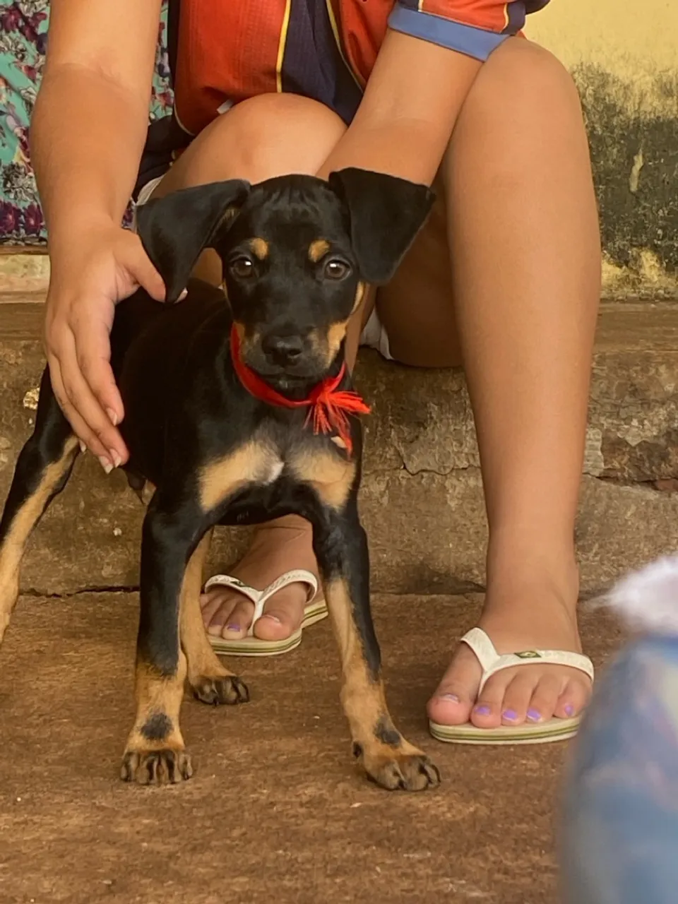 Filhote Pinscher - Macho