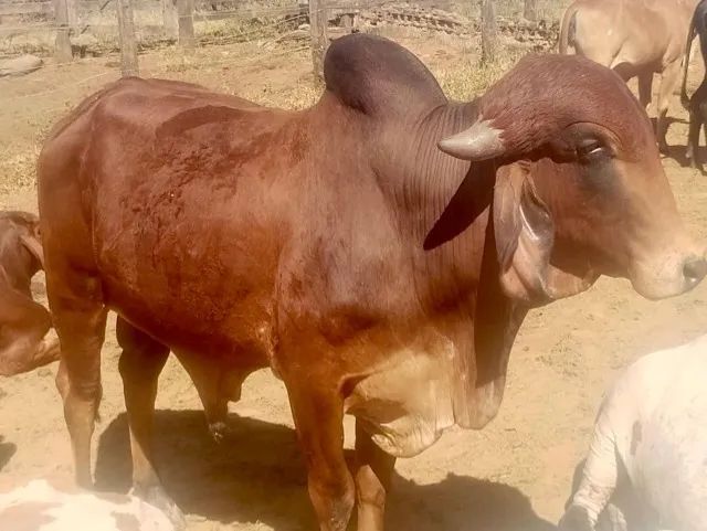 Tourinho Gir Leiteiro Puro - Foto 2