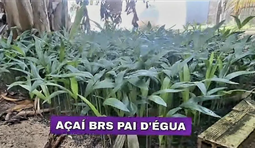 Mudas de Açaí BRS Pai D'Égua